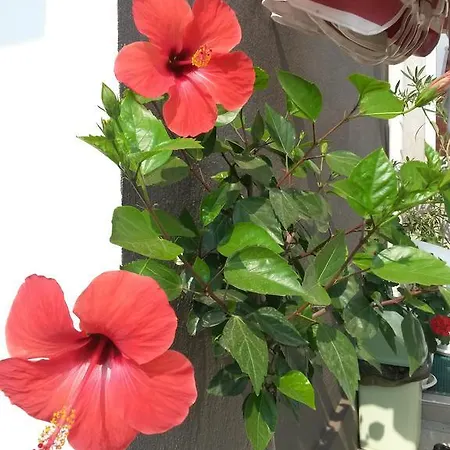 Casa de hóspedes Kamelia